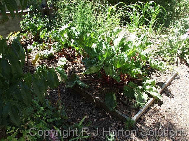 Rhubarb bed